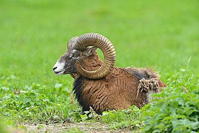 顽皮狗表示《最后生还者》多人游戏开发需要更久